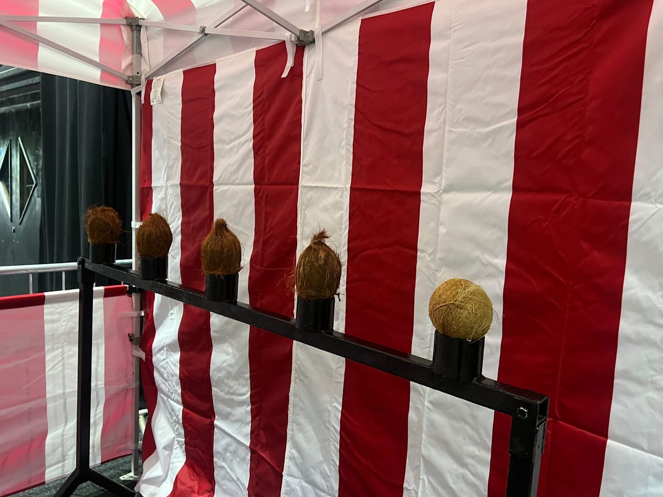 Real coconuts balanced on their stands in front of the stall backdrop, ready to be knocked off